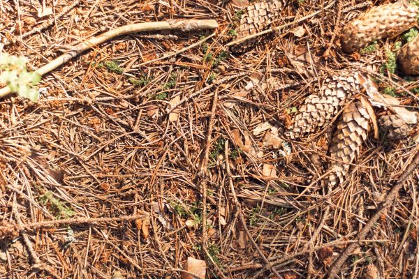Pine Needles Removal Service