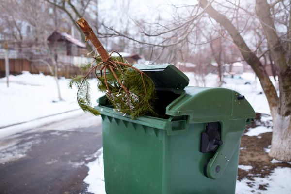 Pine Straw Removal
