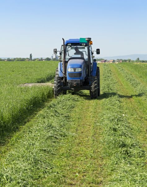 Brush Clearance