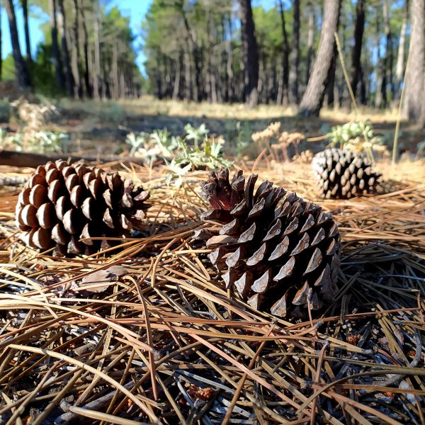 Pine Cone Removal Service