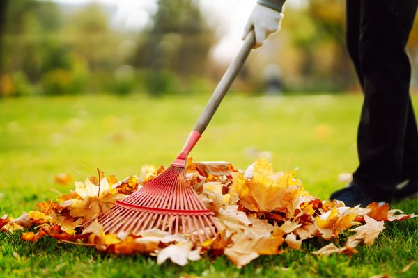 Ditch Leaf Removal Service