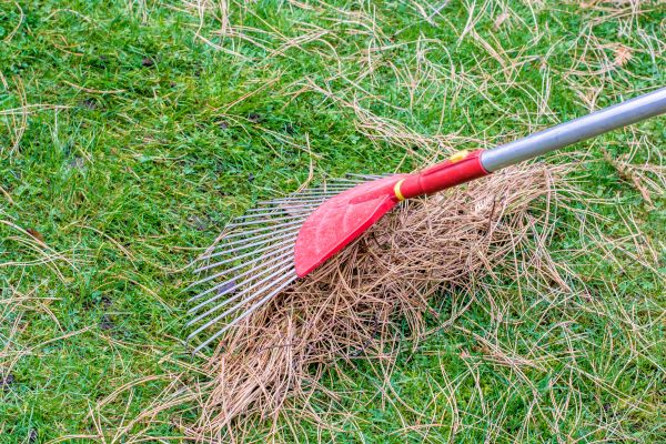 Cost of Pine Needle Raking in Santa Rosa