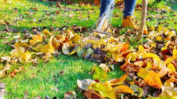 Cost of Autumn Leaf Removal in Santa Rosa