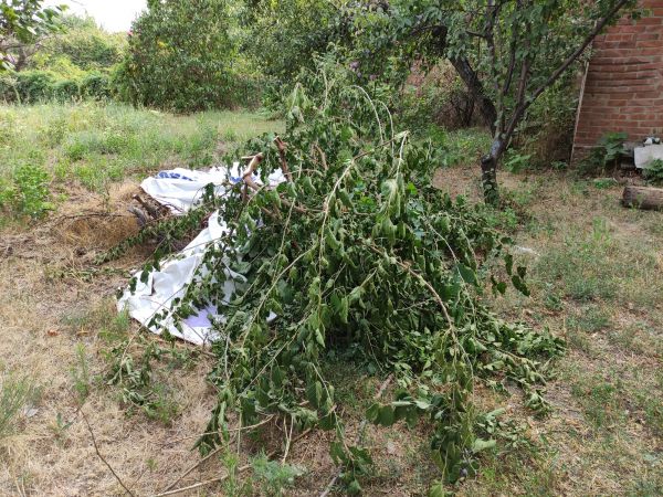 Brush Debris Removal