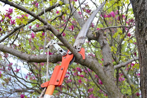 Tree Limb Removal